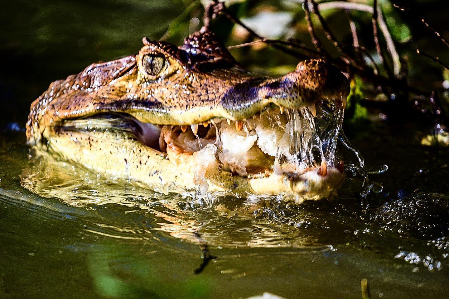 Caiman wildlife close-up